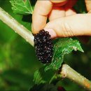 굿모닝 농장 이미지