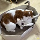 진짜 고양이들이 하루종일 있는 장소, 두잇 올데이 바스켓 스크레쳐