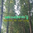 우로지 자연숲 공원(메타세쿼이아길) | 정말 걸어보고 싶은 명품길 영천 우로지 자연숲의 '메타세쿼이아길'과 '황토길'