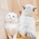 익산원펫 이미지