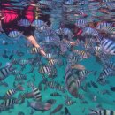 친절한 푸른약국 | 나트랑 호핑투어 어메이징 스노쿨링 완벽 후기