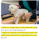 삼양동물병원 | 삼양동물병원 강아지 뇌수막염 꼭 알아야할 &#39;이것&#39;