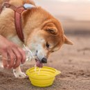 우리집 댕댕이 이미지