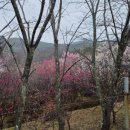 봄비숲 | 진주 매화 명소 진주숲 매화구경 후기 – 3월 초 조용한 봄 산책, 홍매화·백매화 겹겹이 피어있는 숨은...