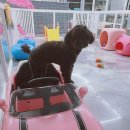 도그토피아 이미지