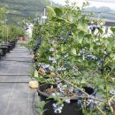 거제 팜스테이 이미지