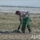 신안갯벌낙지