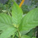 등원1리 이미지