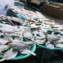 새벽시장 | 통영 서호 전통시장 새벽시장 시간 수산물 구경 후기