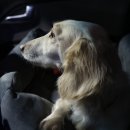 우다다 펫택시 이미지