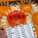 천리농원 | 실패 없는 선물용 천혜향 추천! 제주 예찬농원 2kg 대만족 후기