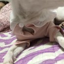 천일(550) 이미지