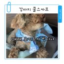 오늘의강아지 | 강아지 쿨스카프 OKTK 오키도키 페이즐리 반다나 착용 후기