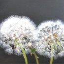 민들레홀씨 이미지