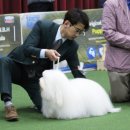 글로리 폭스 꼬똥 이미지