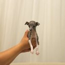 퍼피 켄넬 이미지