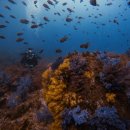 자영목장 | 제주도 서귀포 청물 다이빙 브이다이브 문섬다이빙 후기