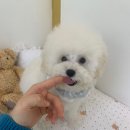 중모중학교 | 부천강아지분양 건강보장이 중요한 이유