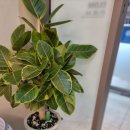 더풋샵 인덕원점 이미지