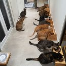 청담눈초롱안과동물병원 이미지