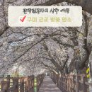 시민생활체육공원 앞 교통섬 | 구미 근교 벚꽃 명소 가볼만한곳 상주 북천교 인생 벚꽃길
