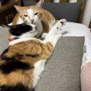 다다그루밍 이미지