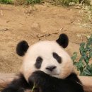푸바우