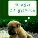 멍멍멍 이미지