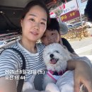 아주호텔 | 경주) 반려견 동반호텔 아주 만족하고 온 후기 - 여름휴가는 더케이 호텔 경주