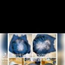 파마짱 이미지