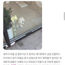 쁘띠 펫 살롱 | 강동구 천호동 비숑 귀툭튀 스포팅 미용, 너무 예쁘게 변한 요뜨 💕 | 천호동 애견미용실 말랑포우