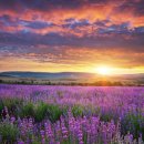 Image || Lavender (라벤더)를 좋아하는 이유 이미지