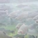 수청횟집
