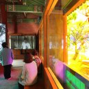 대청사슴 이미지