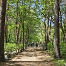 차순옥 Daum카페
