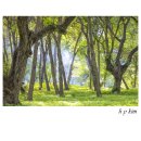 여름의 숲 이미지