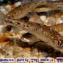 어류도감 이미지