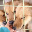 달봉이네 이미지