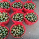 빛고을농장 이미지