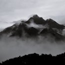수목화