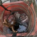 신진도조이 이미지