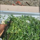 만성농장 이미지