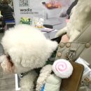 VIP펫 | 【2025 일산 메가주 후기】 11월 킨텍스 펫페어 추천 제품 할인 정리 / 유모차 없이 강아지랑 방문했어요