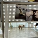 부산애견호텔 24시 강아지 유치원 미용 도그드림 서면점 이미지