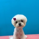 슈블리펫살롱 이미지