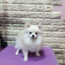 포비 펫 살롱 이미지