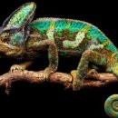 카멜레온 이미지