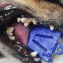 페트로동물의료원 이미지