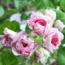 스윗 데일리 이미지