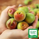 광양매화골농원 영농조합법인 이미지